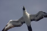 Masked Booby adult_4141.jpg