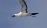 Masked Booby adult_4152.jpg