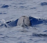 Rissos Dolphin_4273.jpg