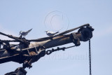Terns on shrimpboat_MG_4550.jpg