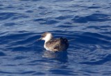 Greater Shearwater_4672.jpg