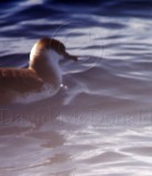 Greater Shearwater_4677.jpg