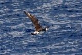 Pomarine Jaeger_4795.jpg