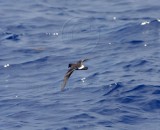 Band-rumped Storm-Petrel_4539.jpg