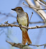 Brown-crested Flycatche_3901.jpg