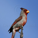 Pyrrhuloxia - male_4995.jpg