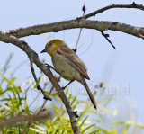 Verdin - adult_5144.jpg