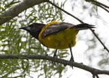 Audubons Oriole - adult_5164.jpg