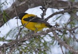 Audubons Oriole - adult_5178.jpg