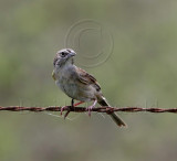 Botteris Sparrow_5204.jpg