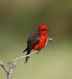 Vermilion Flycatcher - male_5115.jpg