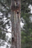 Red-cockaded Woodpecker_0929.jpg