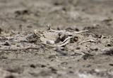Least Tern nest with eggs_7306.jpg