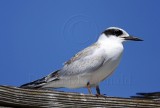 Forsters Tern - juvenile_3787.jpg