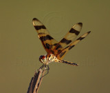 Halloween Pennant - male_3060.jpg