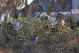 Black-crowned Night-Herons_7895.jpg