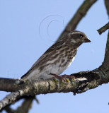 Purple Finch - female_8155.jpg