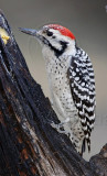 Ladder-backed Woodpecker - male_0671.jpg