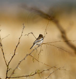 Lark Bunting - male winter_9422.jpg