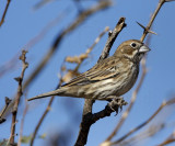 Lark Bunting - male 1st winter_9662.jpg