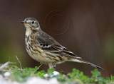 American Pipit - winter_3185.jpg