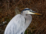 Great Blue Heron_2928.jpg