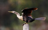 Anhinga - juvenile_3149.jpg