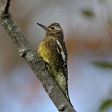 Yellow-bellied Sapsucker - juvenile_4653.jpg