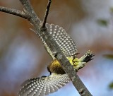 Yellow-bellied Sapsucker - juvenile_4656.jpg