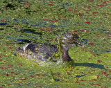 Least Grebe - juvenile_5720.jpg