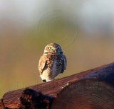 Burrowing Owl_5755.jpg