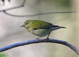 Tennessee Warbler_5819.jpg