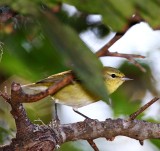 Tennessee Warbler - 1st winter female_5871.jpg