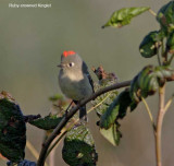 Ruby-crowned Kinglet_0875.jpg