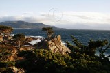 Lone Cypress_0372L.jpg