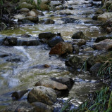 Creek in Carmel_4265.jpg