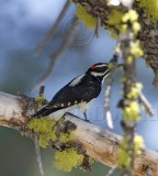 Hairy Woodpecker - male_1899.jpg