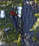 Red-breasted Sapsucker_1417.jpg