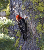 Red-breasted Sapsucker_1411.jpg