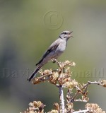 Townsends Solitaire_2046.jpg