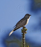Townsends Solitaire_1470.jpg