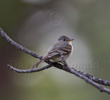 Gray Flycatcher_2354.jpg