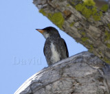 Olive-sided Flycatcher_2021.jpg