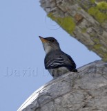 Olive-sided Flycatcher_2004.jpg