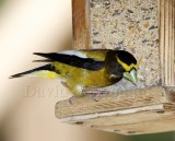 Evening Grosbeak - male_2185.jpg