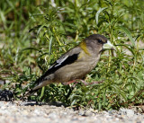 Evening Grosbeak - female_1651.jpg
