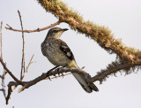 Northern Mockingbird - juvenile_3133.jpg