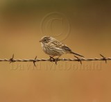 Brewers Sparrow - juvenile_2414.jpg