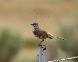 Sage Thrasher_2613.jpg