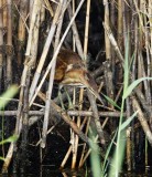 Least Bittern - female_3554.jpg